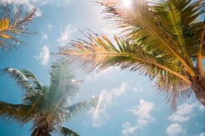 Sun filters through trees in the sunshine state, where the CE laws require more specific training than in other areas. These courses will help provide training for Floridian counsellors.